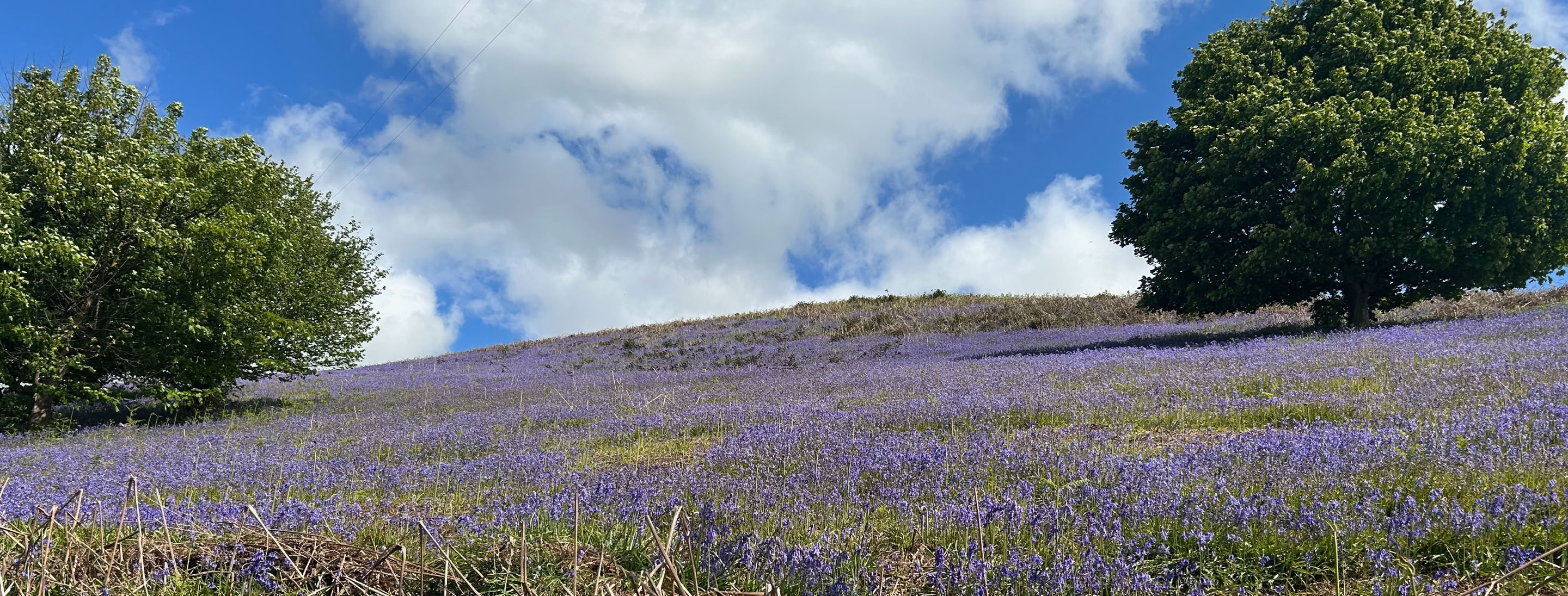 Spring bluebells on Montgomery Town Hill near Llandyssil